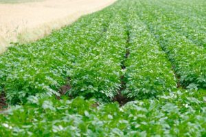 un champ de pommes de terre sans adventices grâce au pouvoir couvrant de la plante