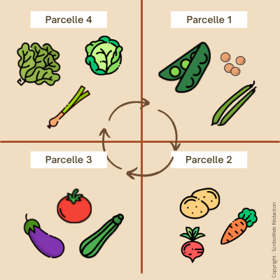 tableau de rotation des cultures classique