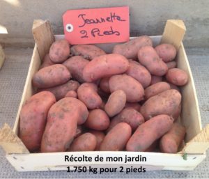 Récolte de pommes de terre Jeannette